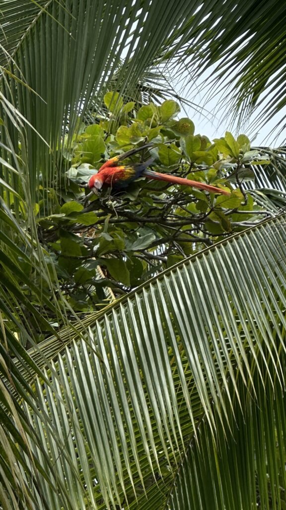 isla coiba panama