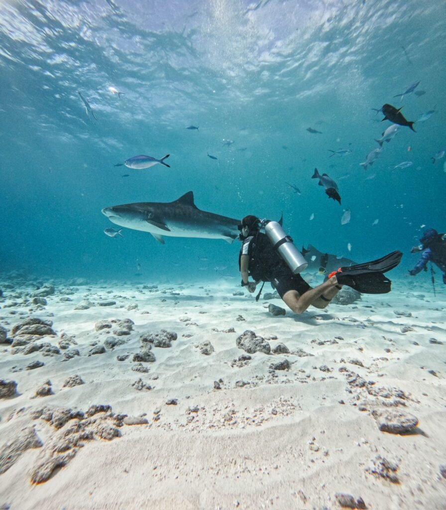 bucear con tiburones en maldivas