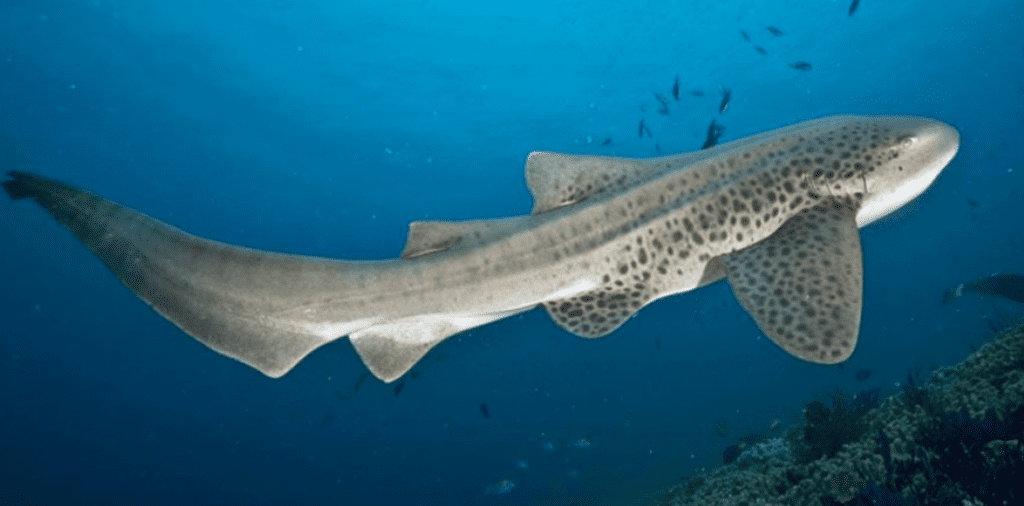 tiburon leopardo maldivas