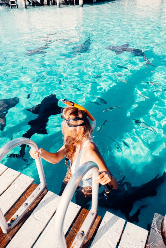 sharks in Exuma, Bahamas