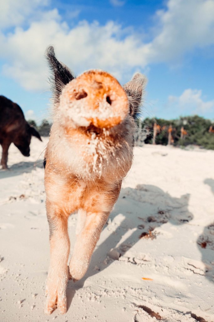 swimming pigs in Exuma, Bahamas