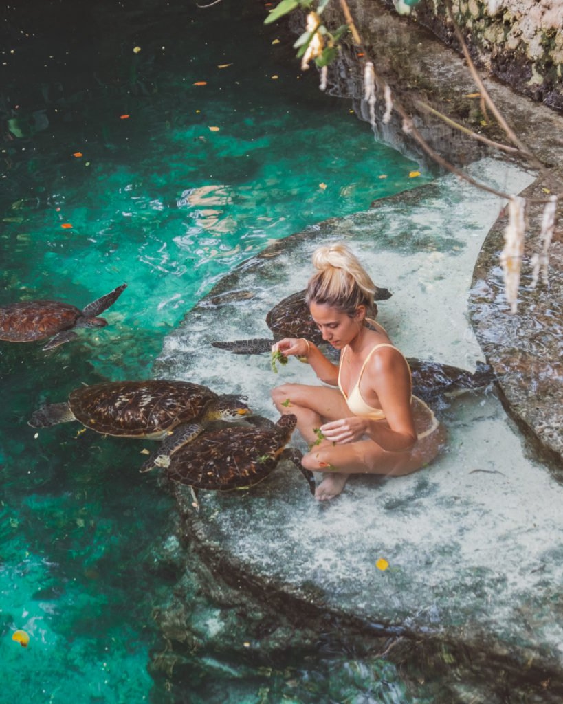 swimming with turtles in Zanzibar