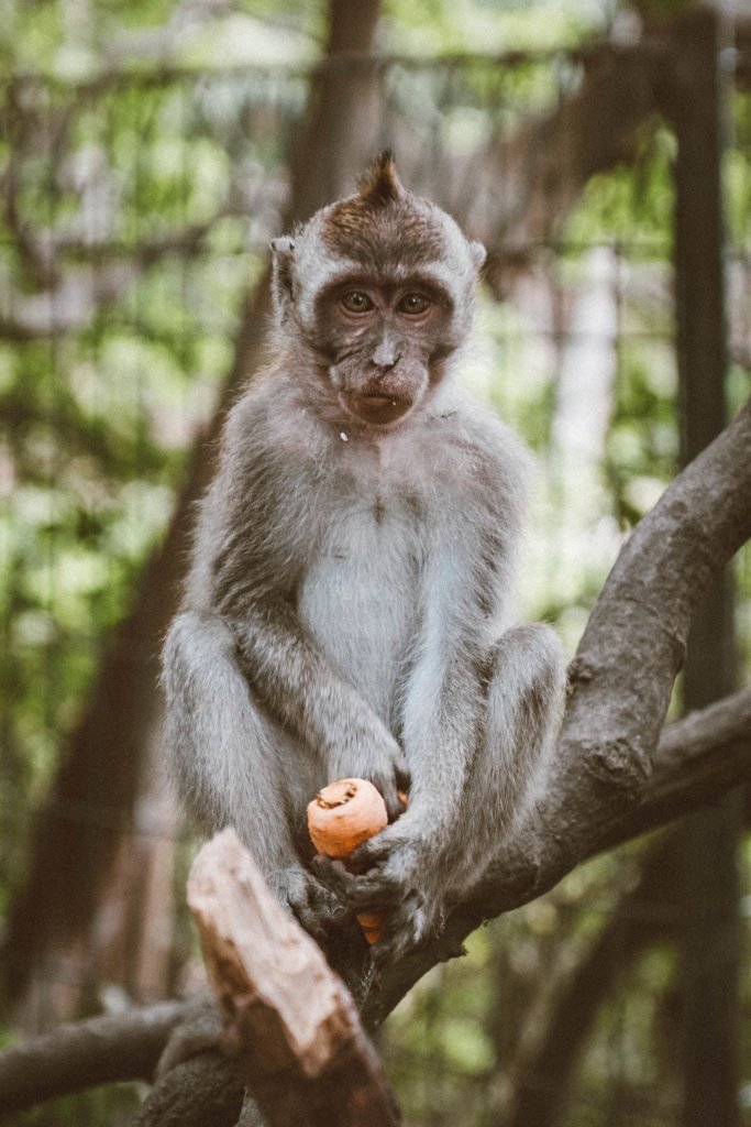 best things to do in Ubud, Bali travel guide