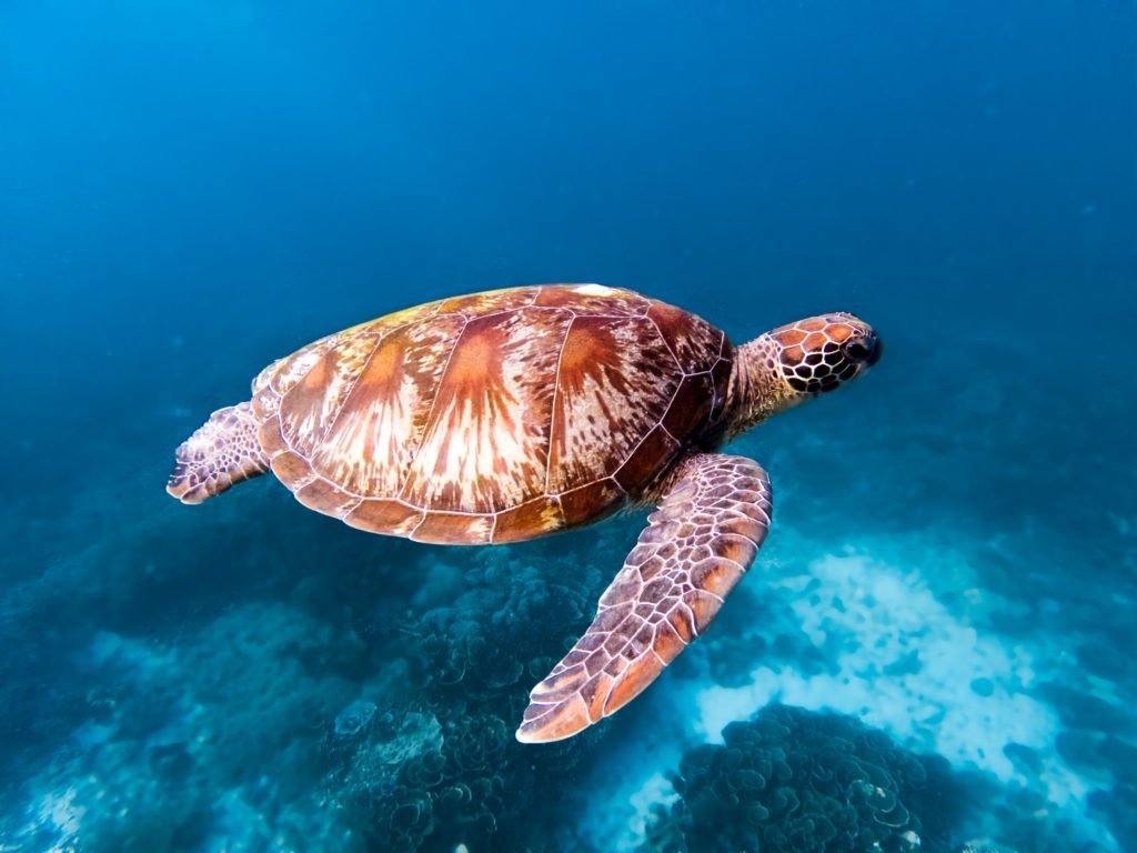 snorkeling komodo islands