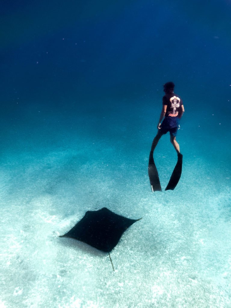 diving with manta rays komodo islands