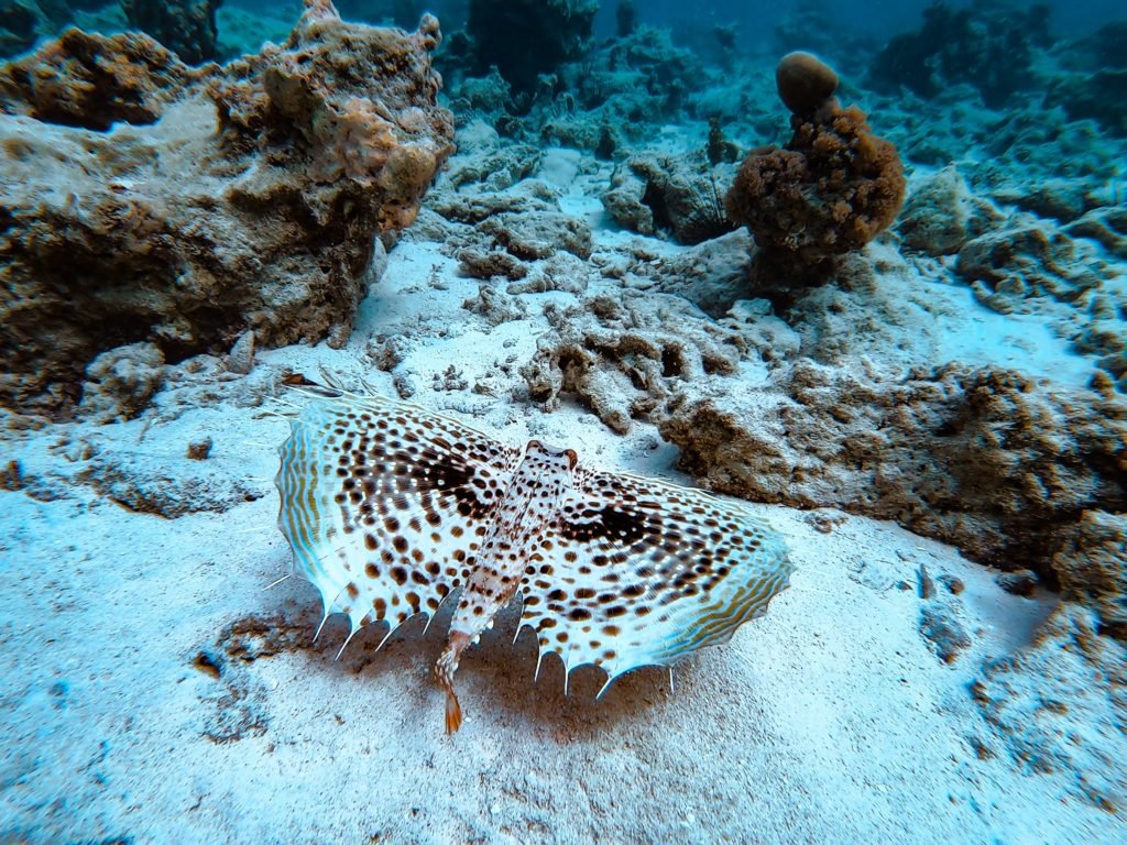 Zanzibar travel guide, things to do in Zanzibar, travel itinerary
