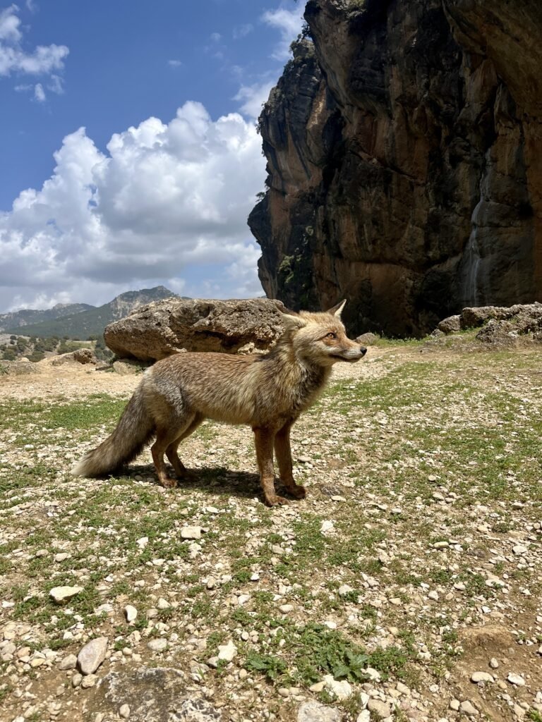 qué hacer en cazorla ruta rio borosa