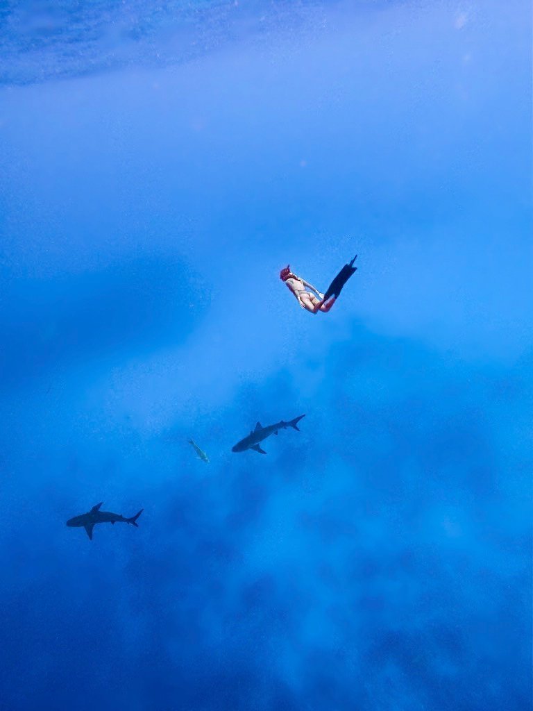 swimming with sharks in Nassau, Bahamas travel guide