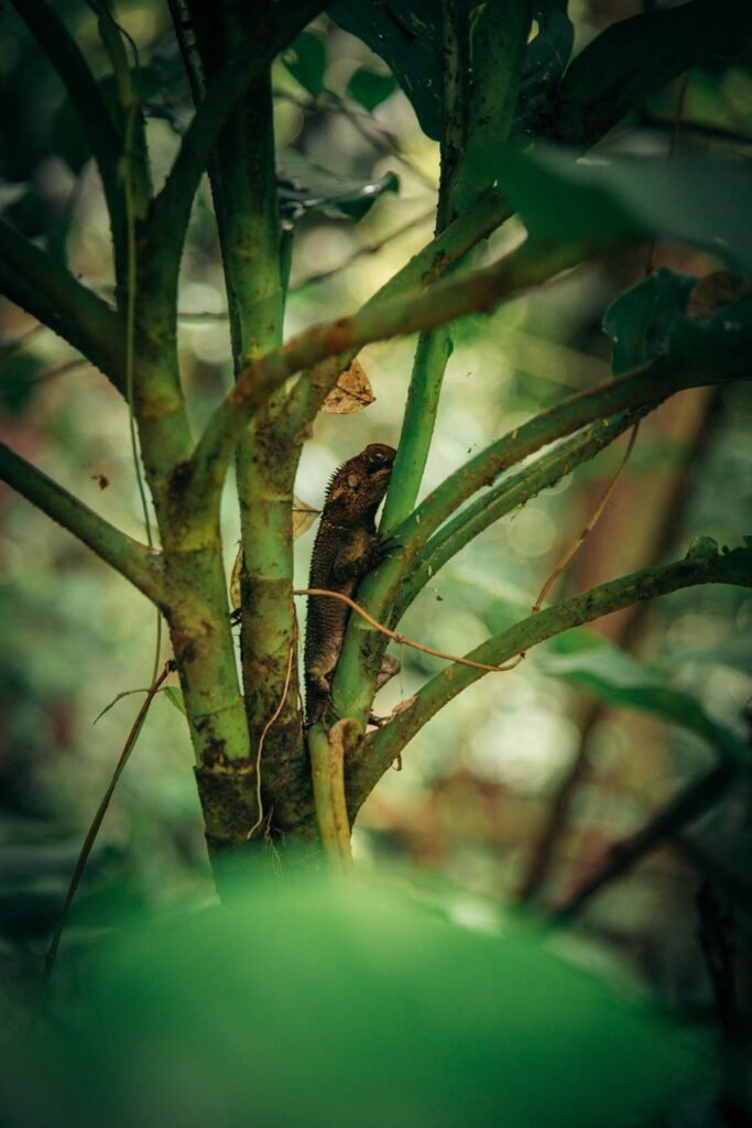 santa fe selva panama