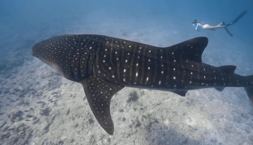 bucear con tiburones en maldivas